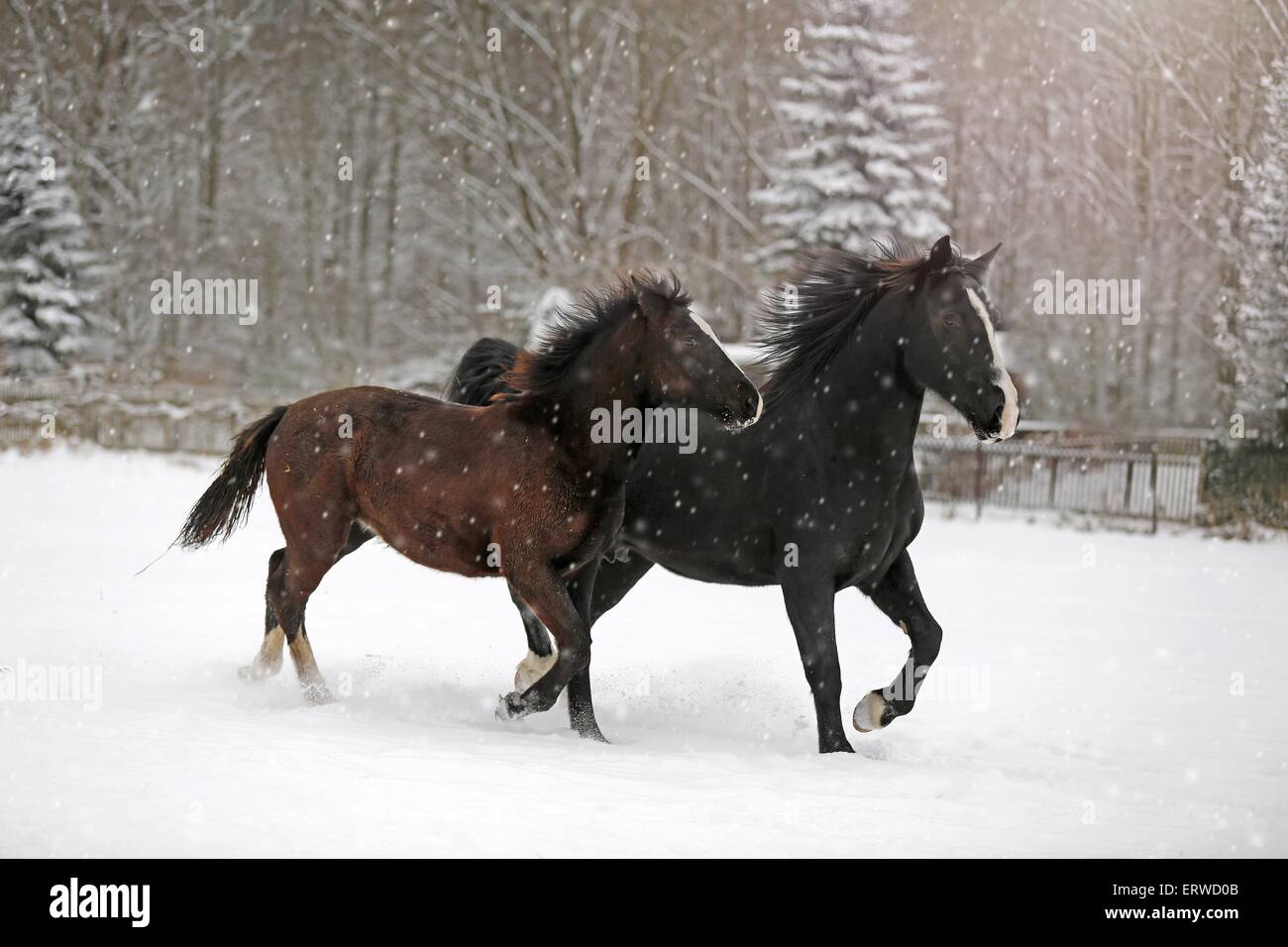 Cavalli nelle bufere di neve Foto Stock