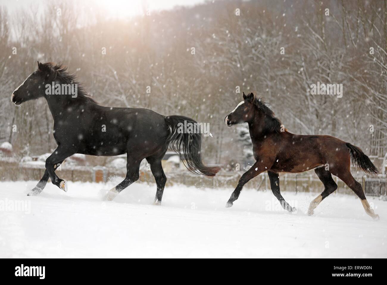 Cavalli nelle bufere di neve Foto Stock