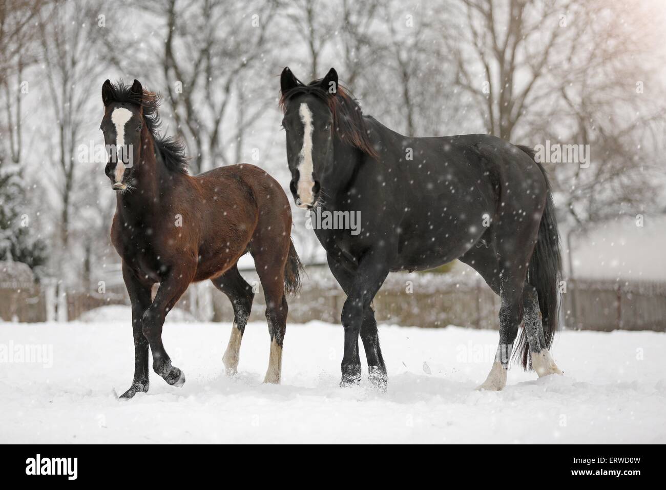 Cavalli nelle bufere di neve Foto Stock