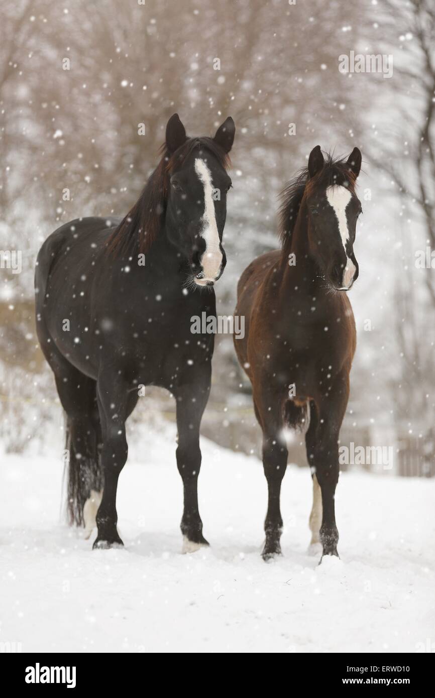 Cavalli nelle bufere di neve Foto Stock