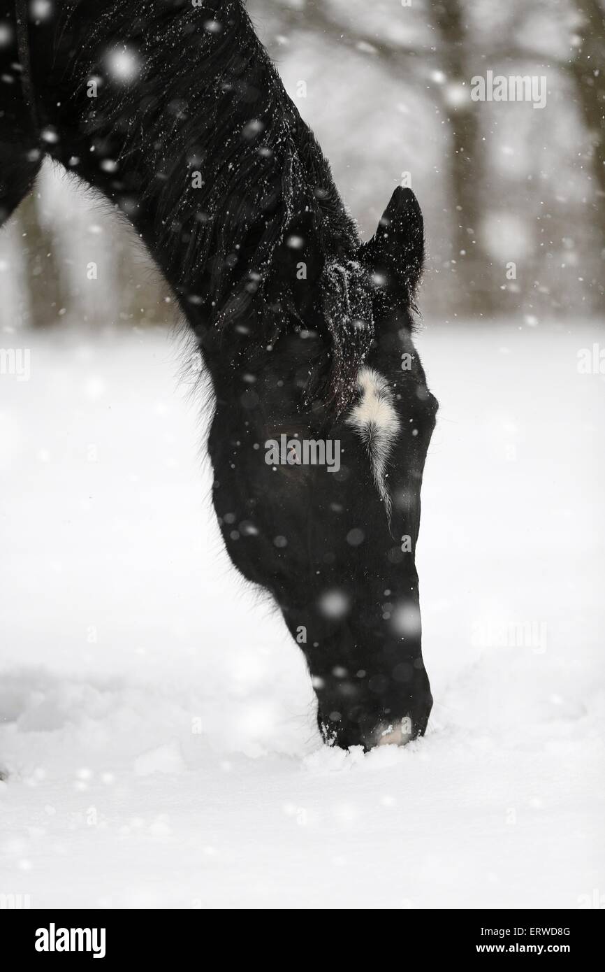 Warmblood pesante ritratto Foto Stock