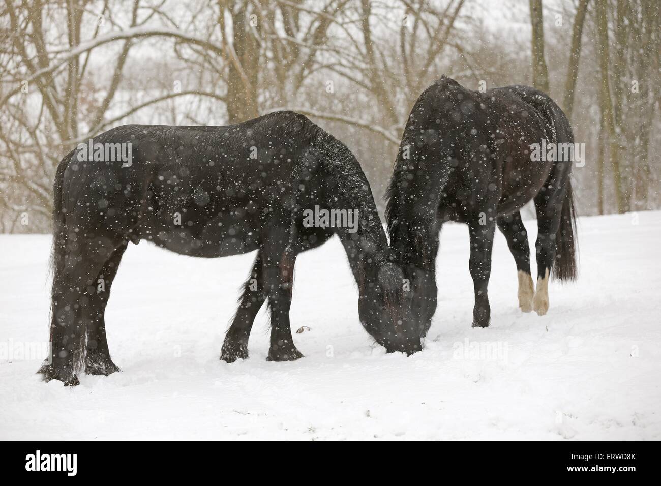 I cavalli nel pilotaggio di neve Foto Stock