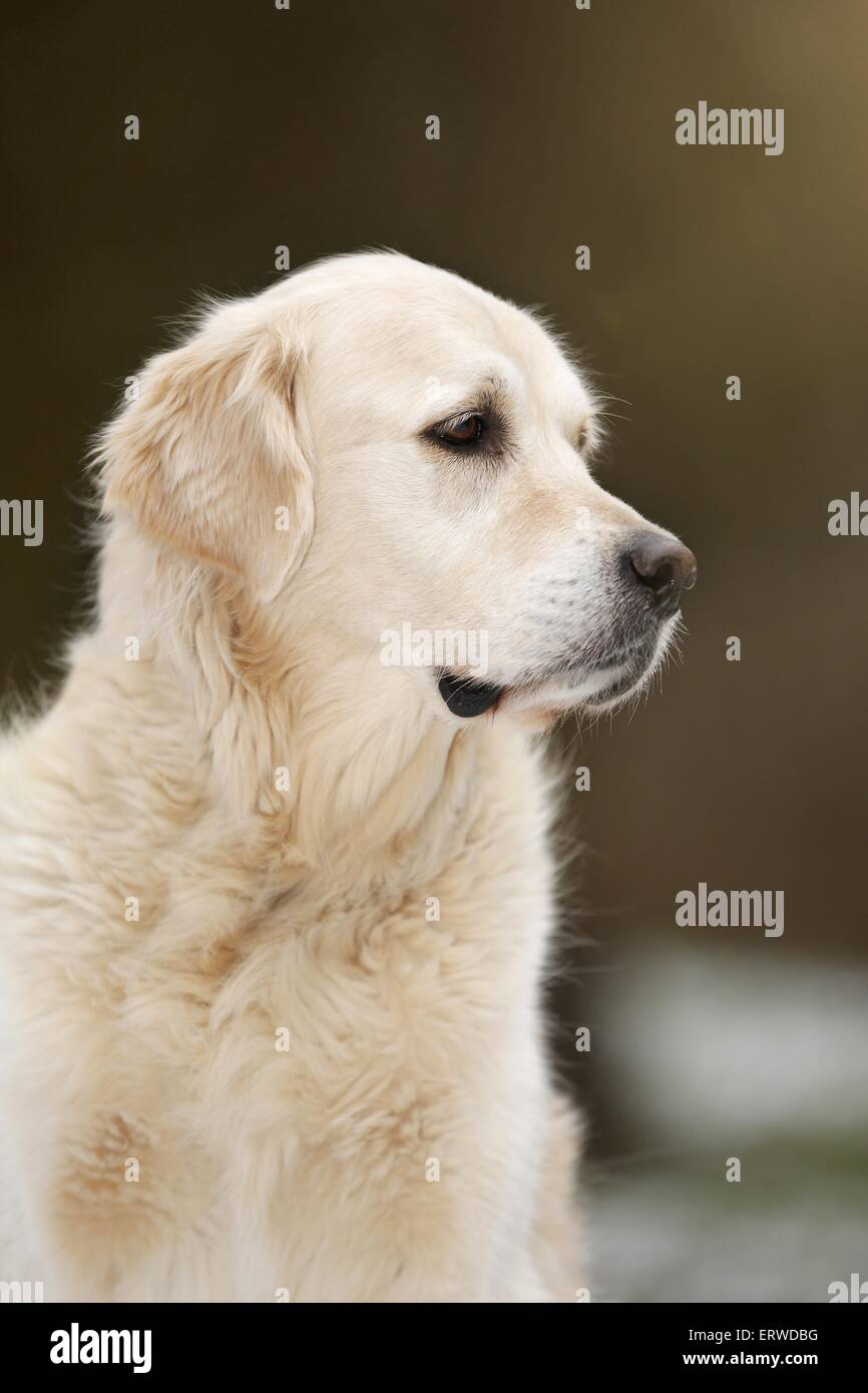 Il Golden Retriever ritratto Foto Stock