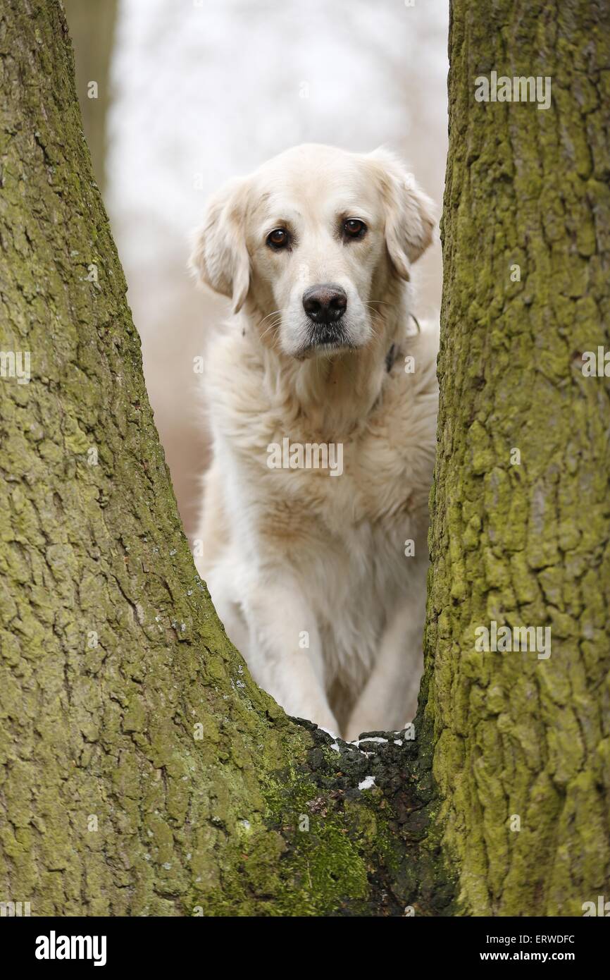 Il Golden Retriever Foto Stock