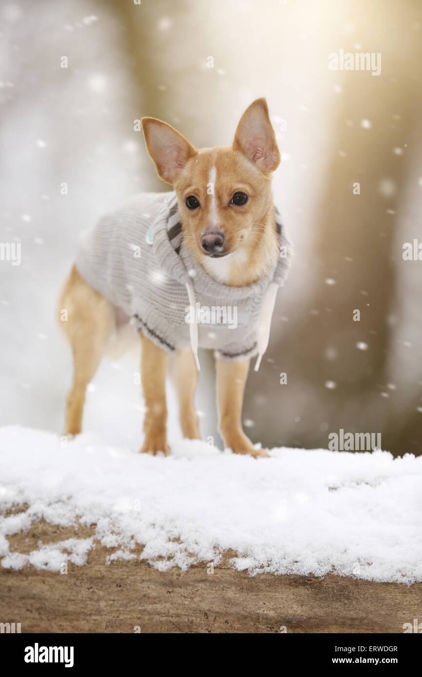 Il cane guida nella neve Foto Stock