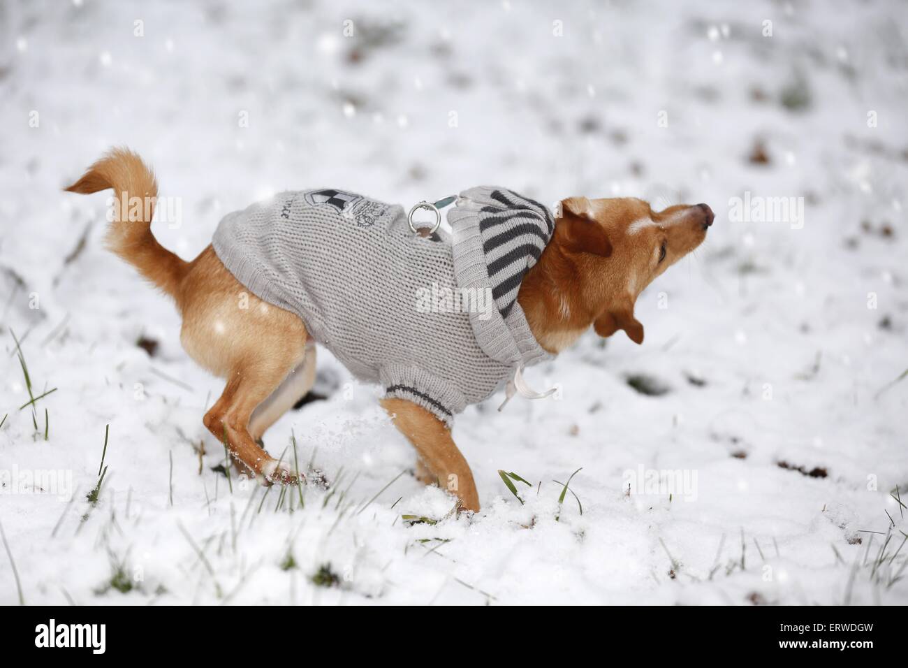 Il cane guida nella neve Foto Stock