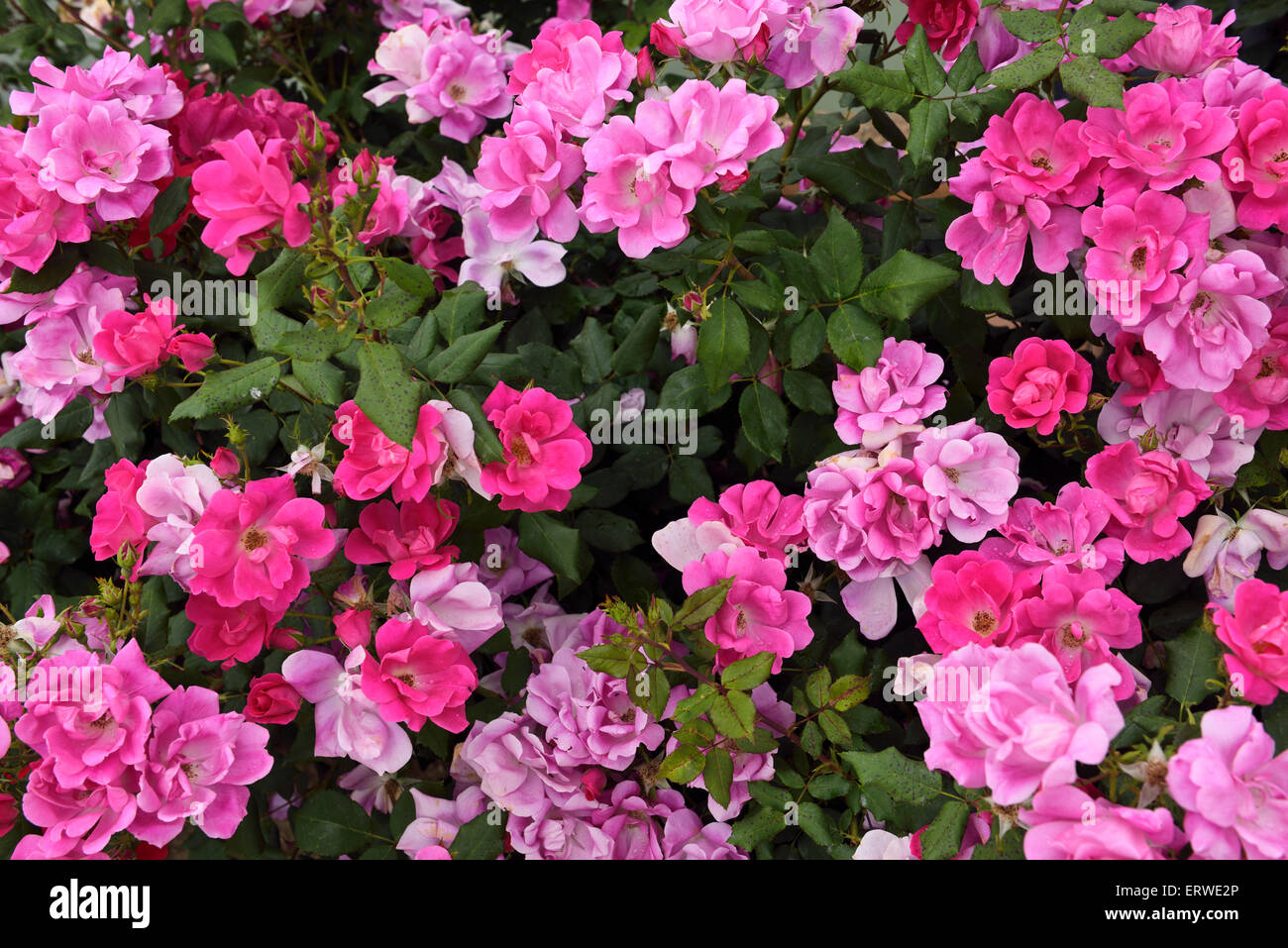 Rosa rosa bush nel giardino lungo il canal di Plaza de Espana a Siviglia Spagna Foto Stock