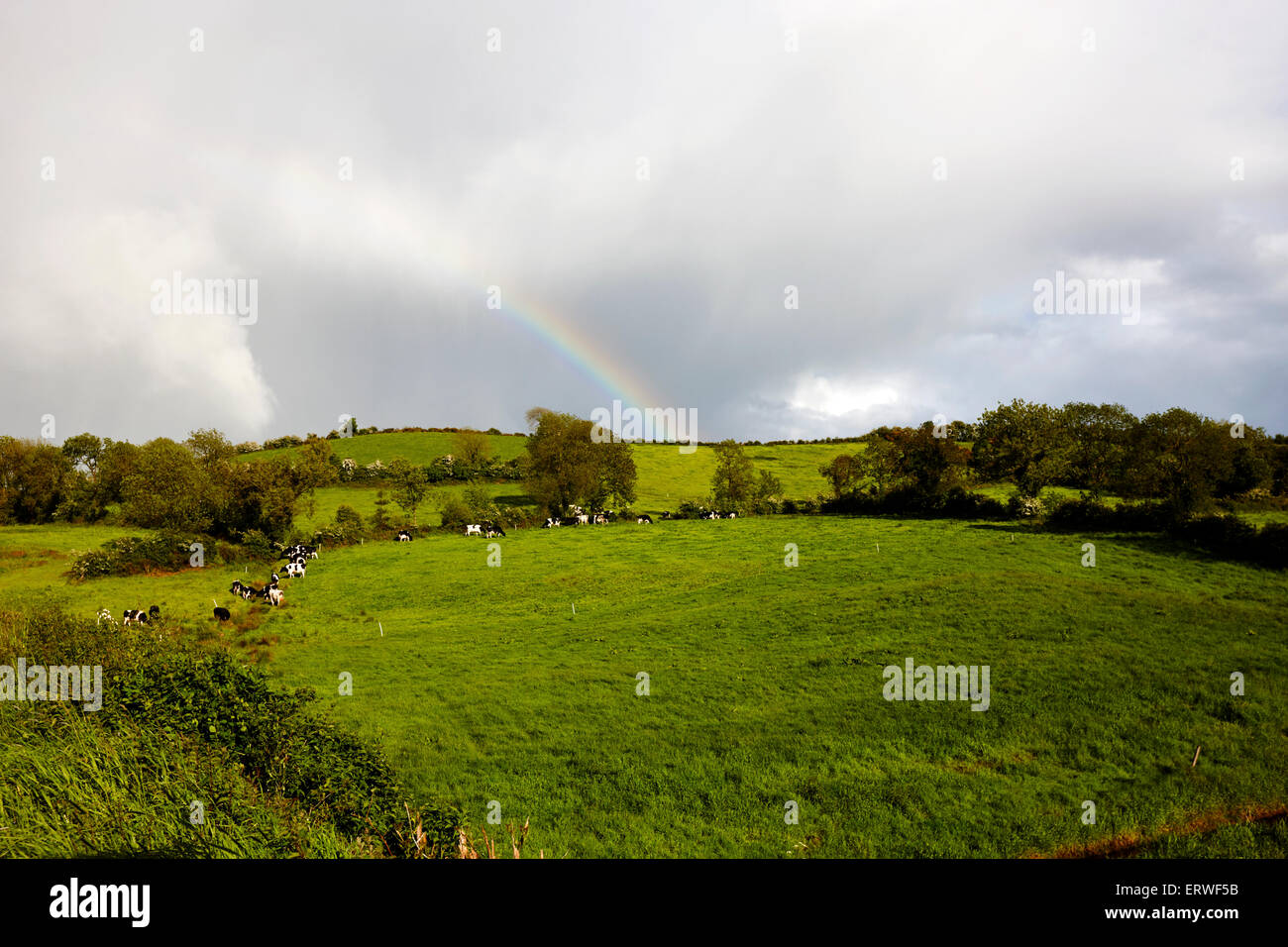 Fine dell'arcobaleno su terreni agricoli con mucche Cootehill nella contea di Cavan Repubblica di Irlanda Foto Stock