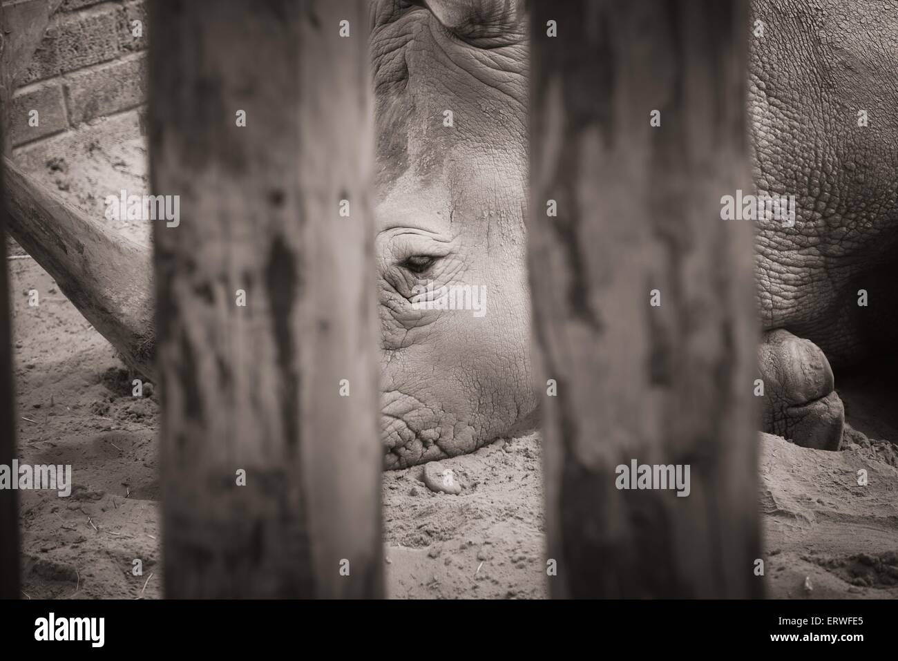 Rhino a Blair Drummond Safari Park Foto Stock