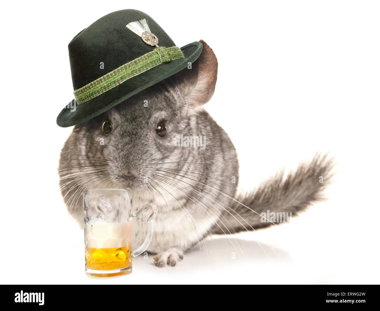 Chinchilla indossando festa della birra con cappello di pinta di ritaglio Foto Stock