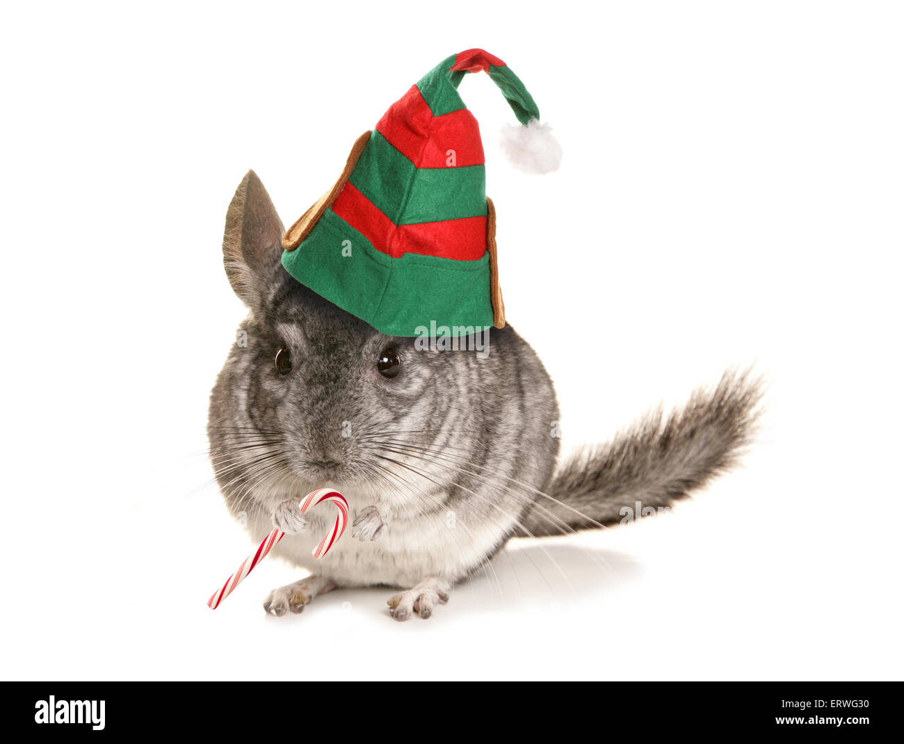 Chinchilla elf natale con candy cane intaglio Foto Stock