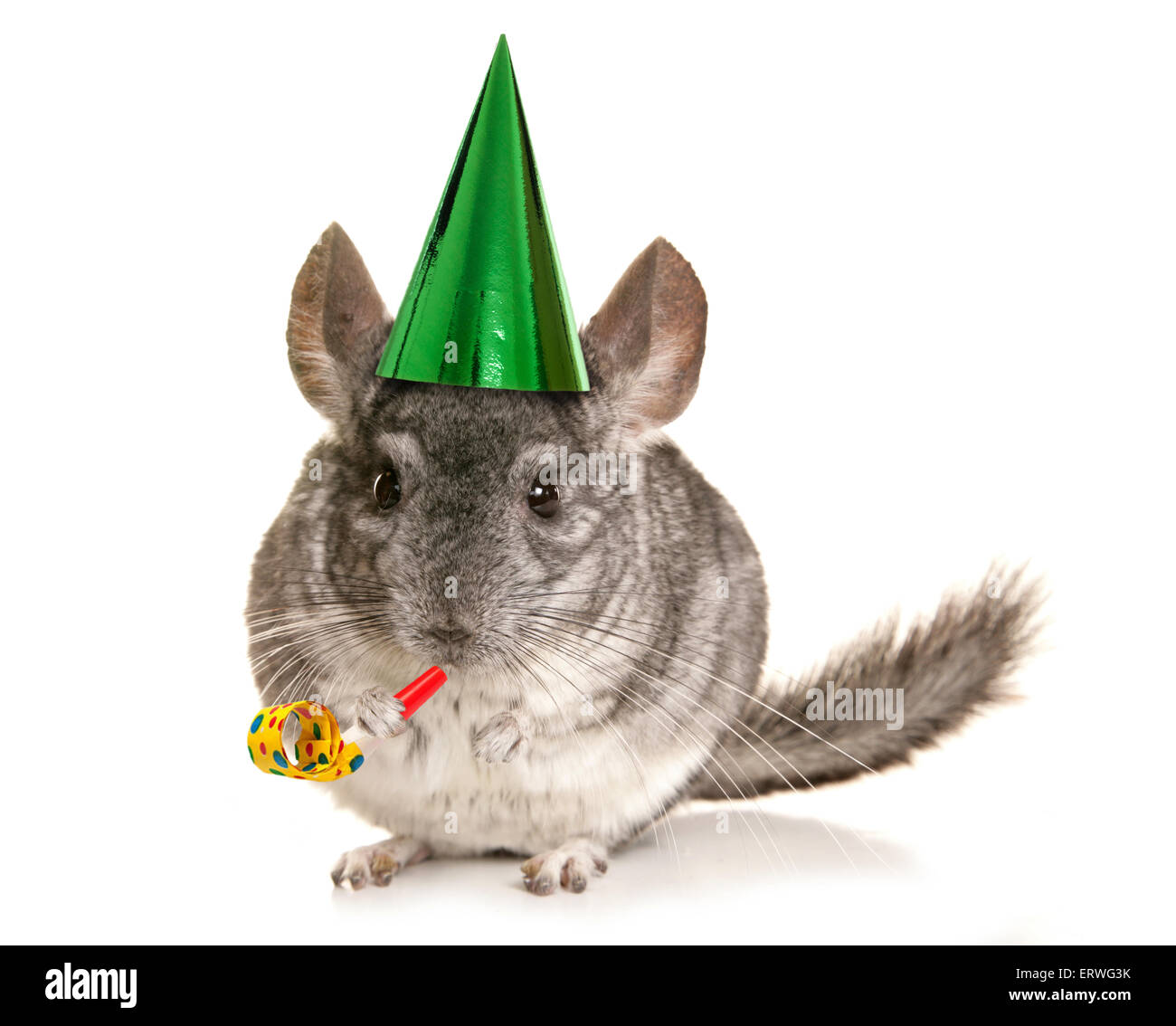 Chinchilla indossando cappellino e ritaglio del ventilatore Foto Stock