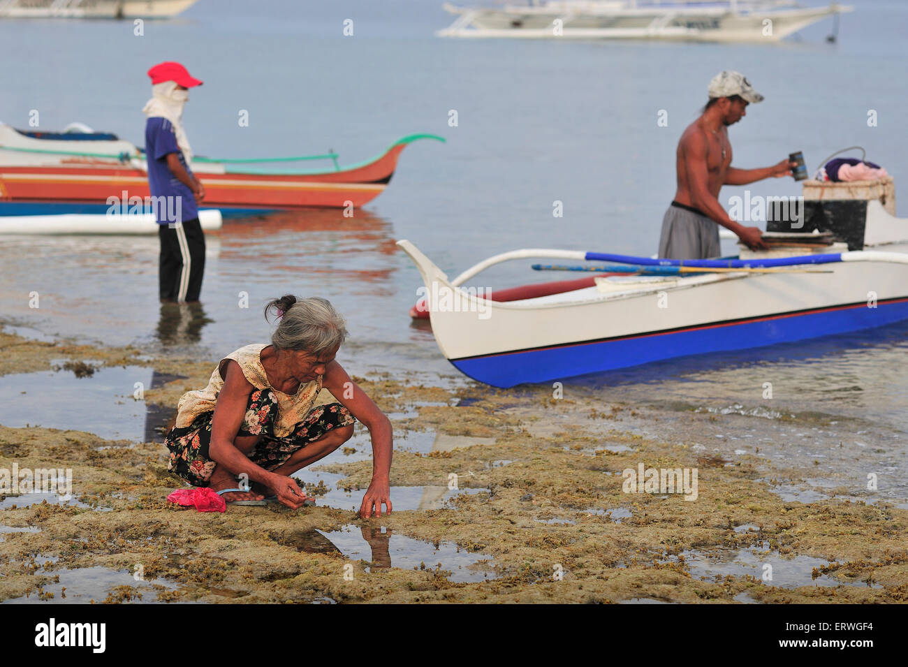 Anziani filipina la raccolta di frutti di mare sulla battigia a Panagsama Beach Moalboal Cebu Provincia Filippine Foto Stock