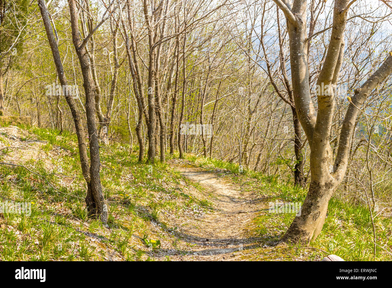 Senso di libertà a seguito di un walkpath negli alberi, respirando aria pura e profumi della natura Foto Stock