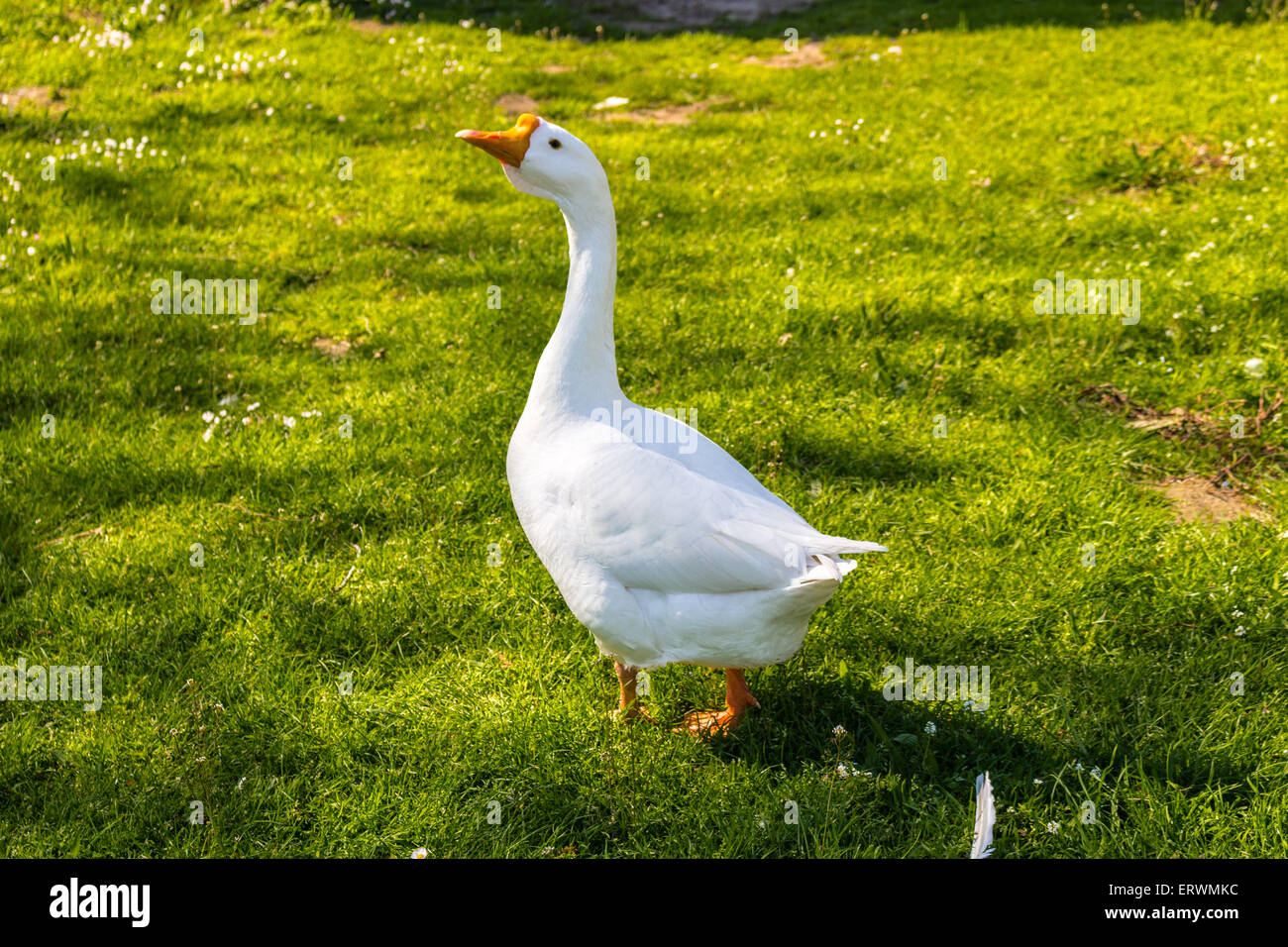 Selvaggina di penna bianca goose camminando sul prato verde con orange palmati piedi Foto Stock