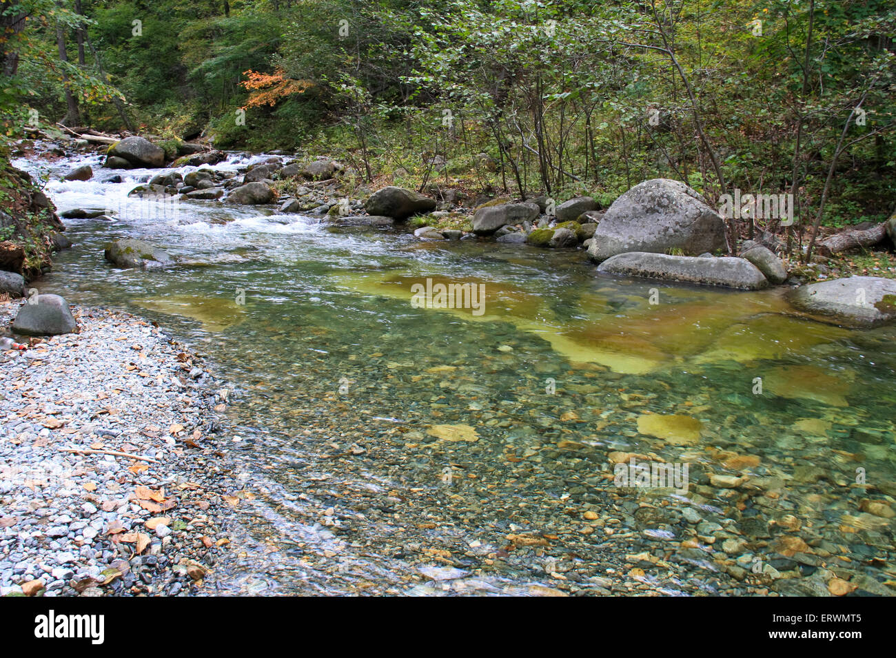 Paesaggio forestale - foresta densa e freddo ruscello di montagna. Foto Stock