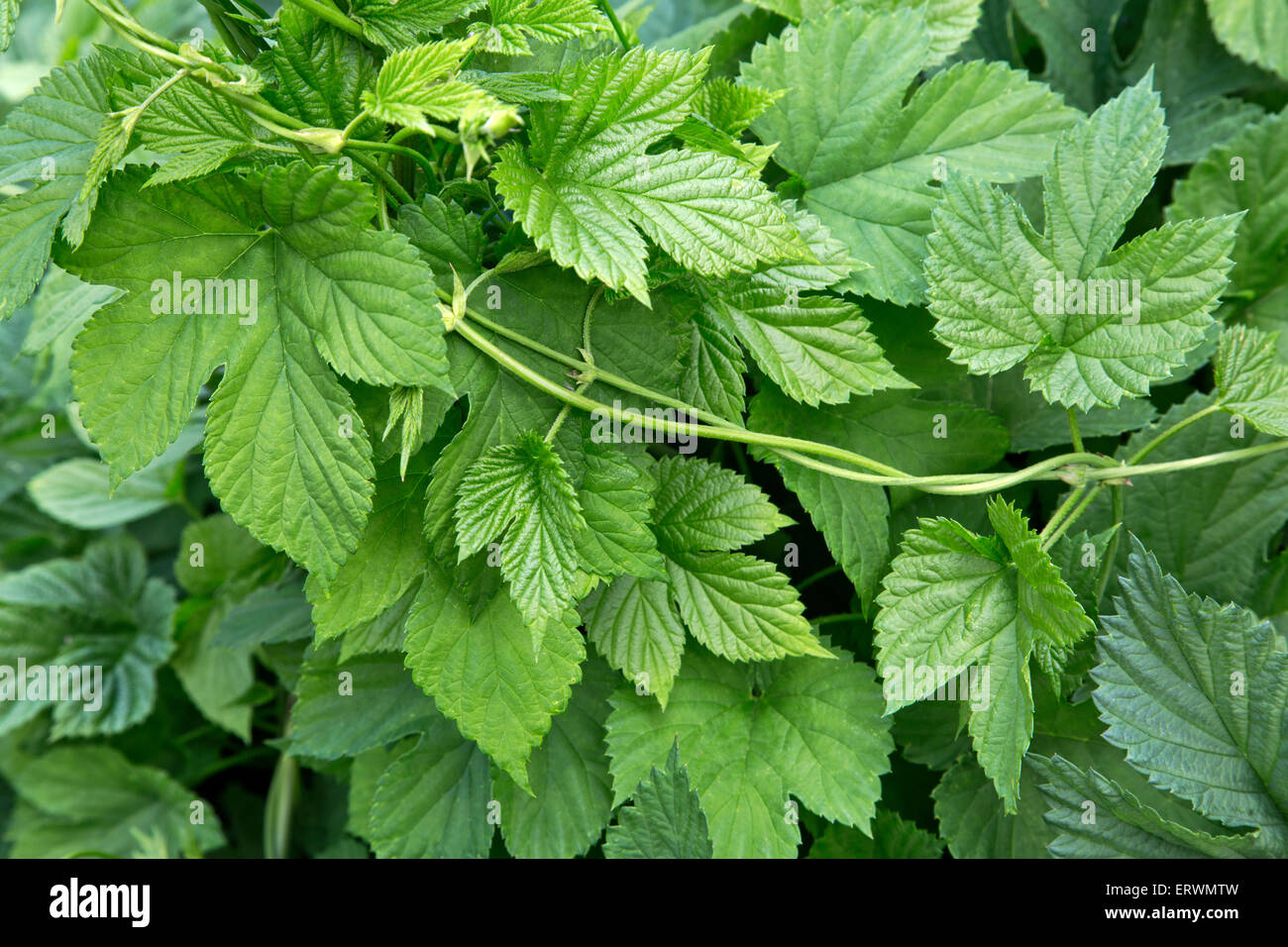 Close-up di luppolo in vigna, nuove foglie 'Humulus lupulus'. Foto Stock