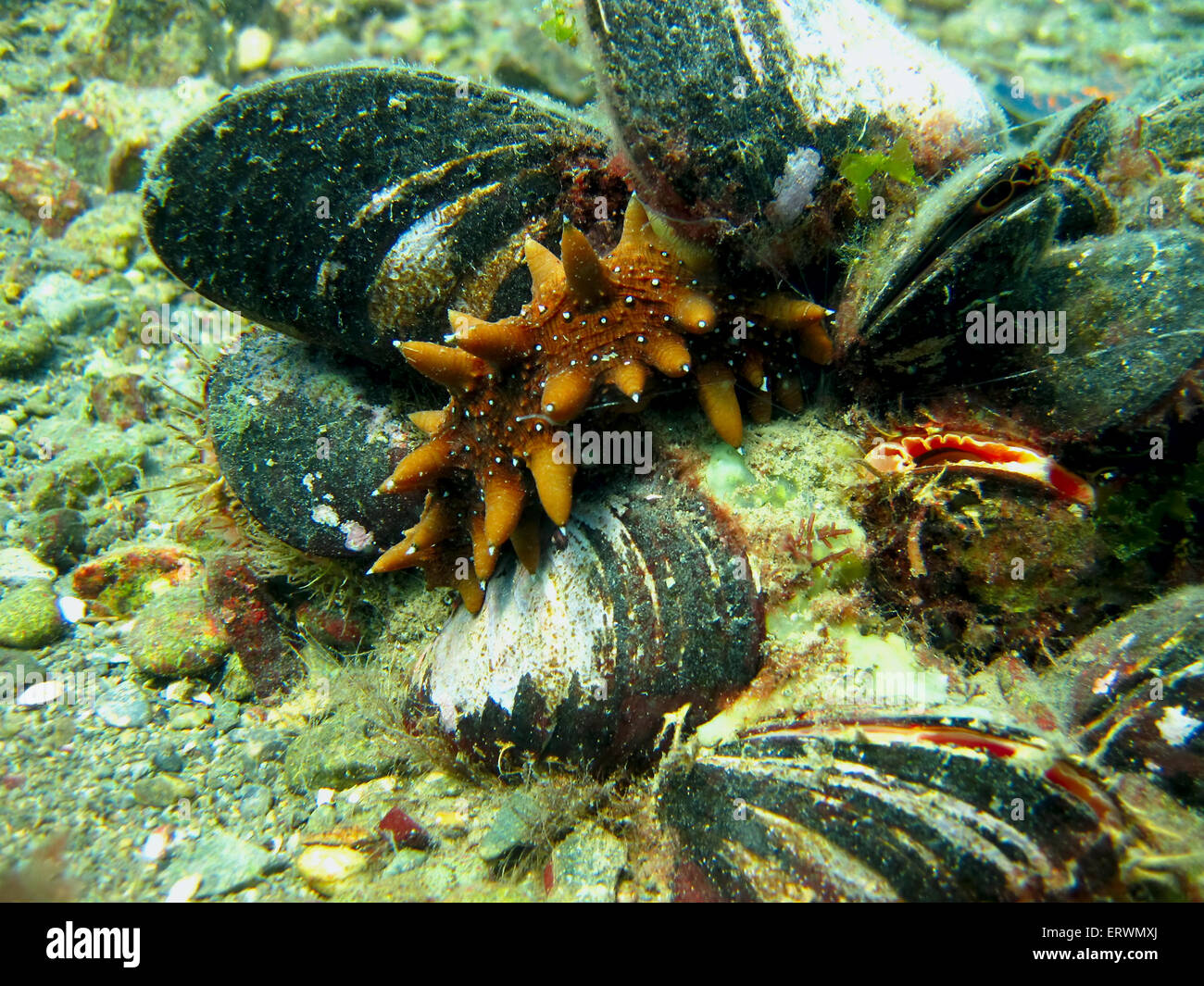 Il paesaggio del fondale marino e i suoi abitanti Foto Stock