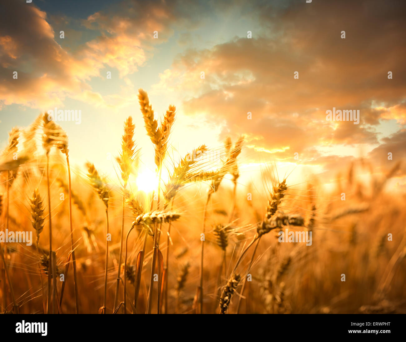 Campo di grano contro il tramonto d'oro,Shallow Dof. Foto Stock