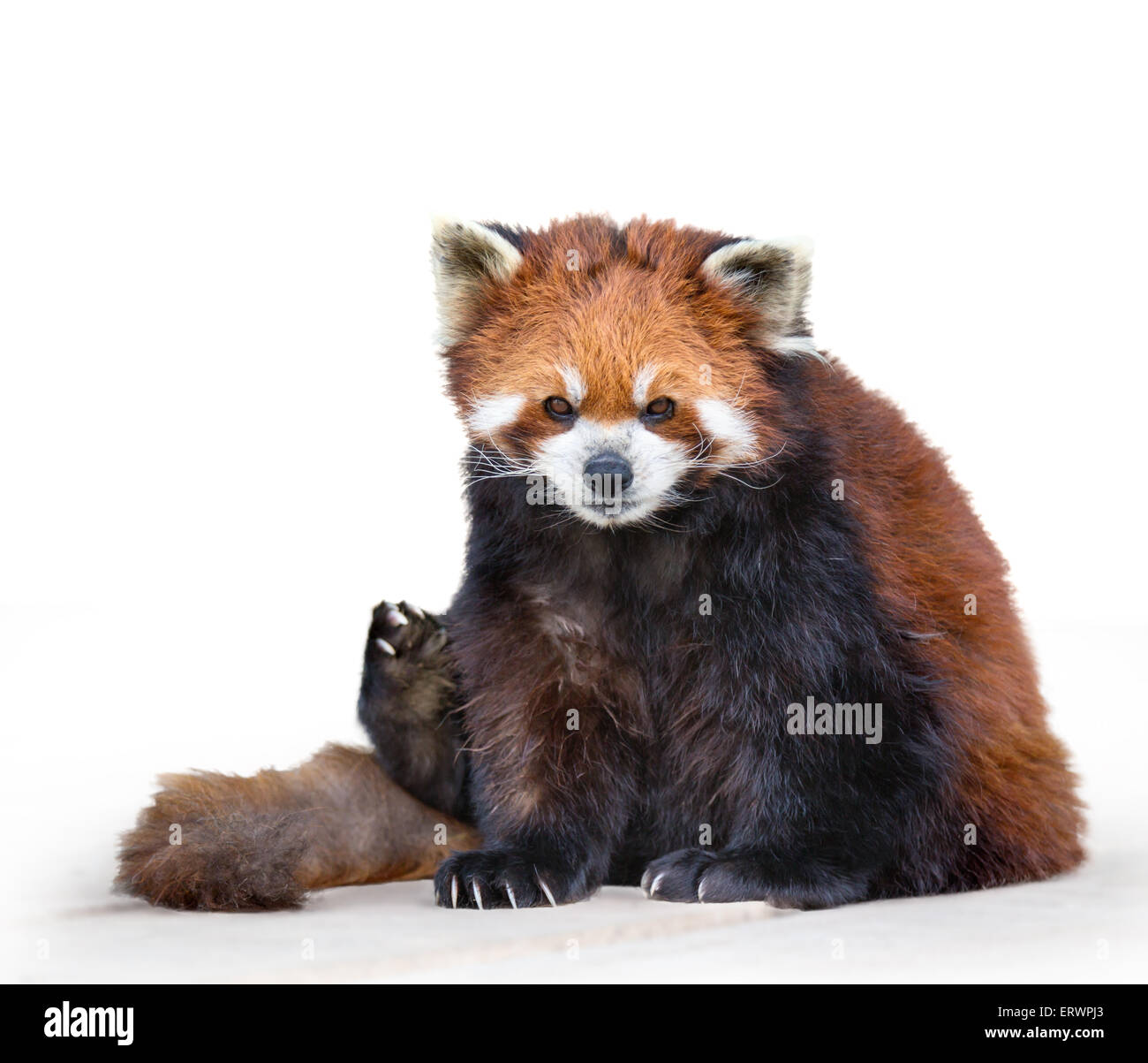 Ritratto di un panda rosso Foto Stock