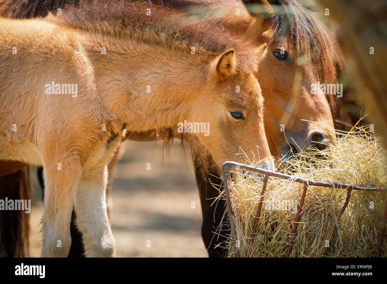 I cavalli nel paddock e mangiare erba secca Foto Stock