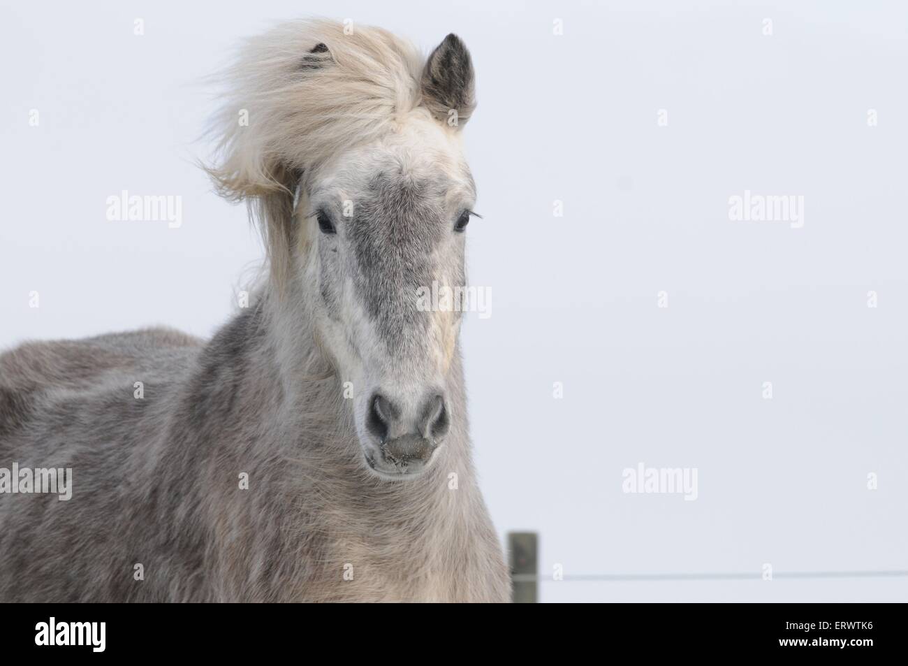 Cavallo islandese ritratto Foto Stock