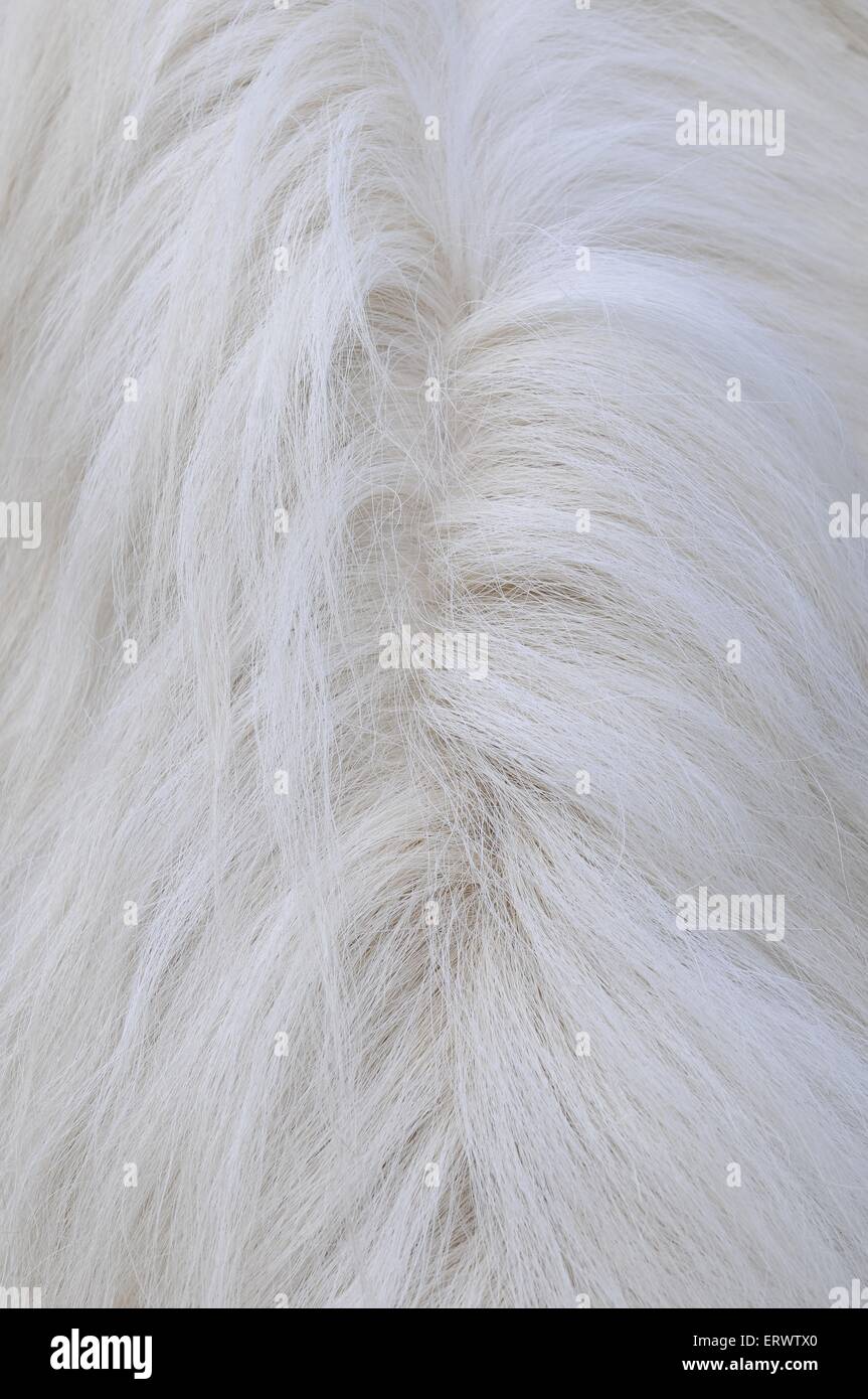 Cavallo islandese mane Foto Stock