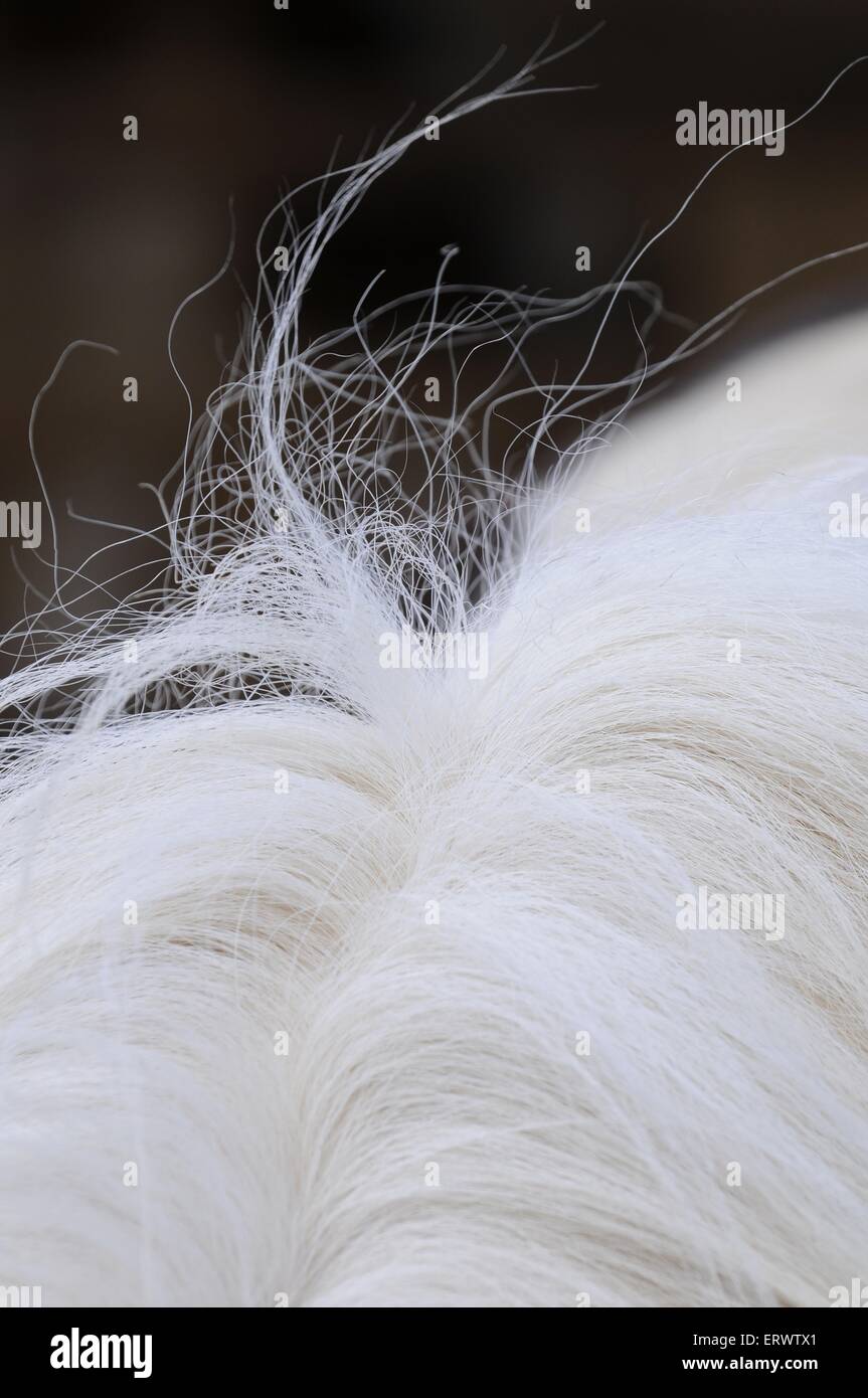 Cavallo islandese mane Foto Stock