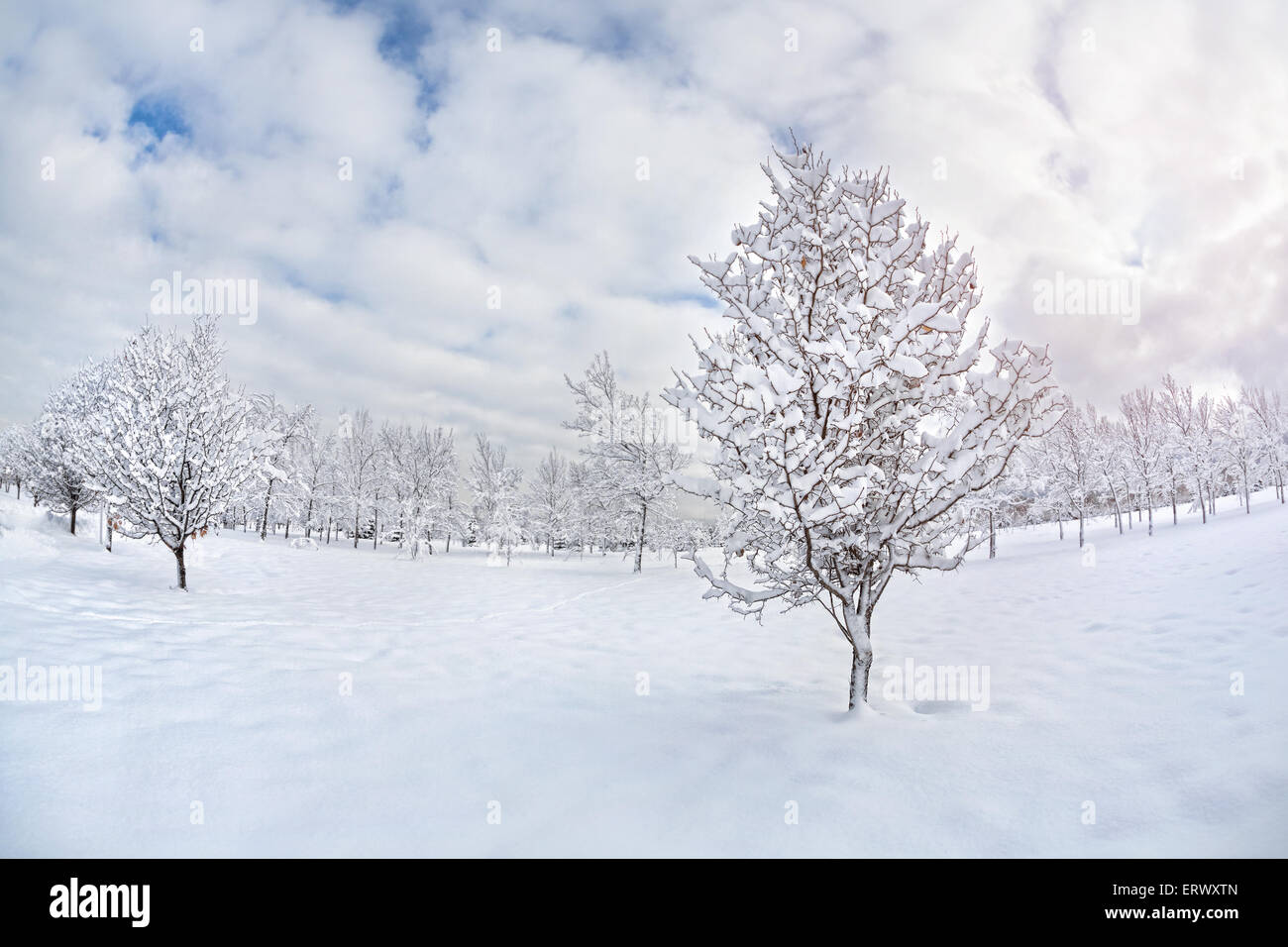 Inverno scenic con alberi di neve nel Parco di blu cielo nuvoloso in Kazakistan Foto Stock