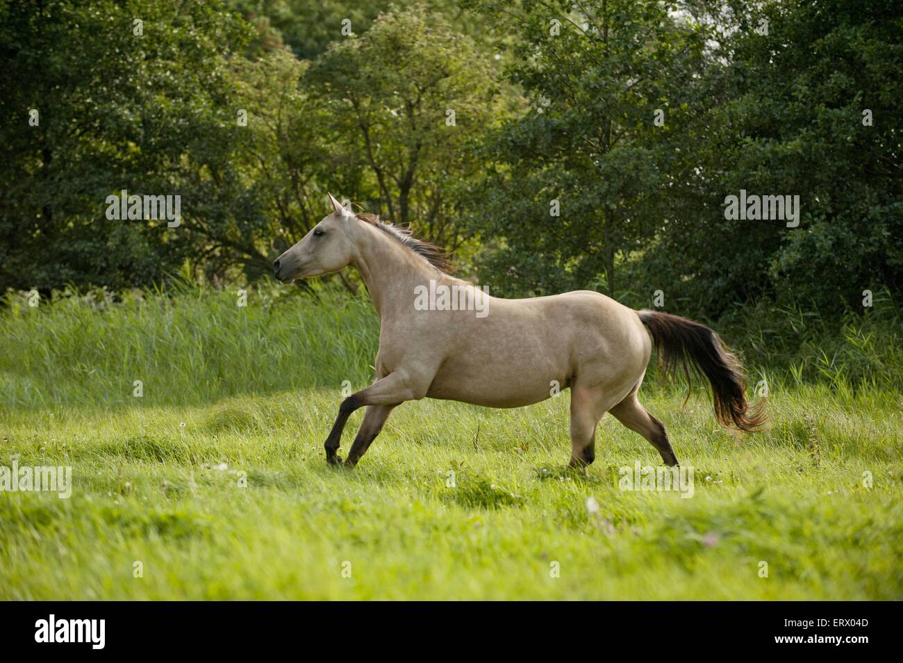 Al galoppo Quarter Horse Foto Stock