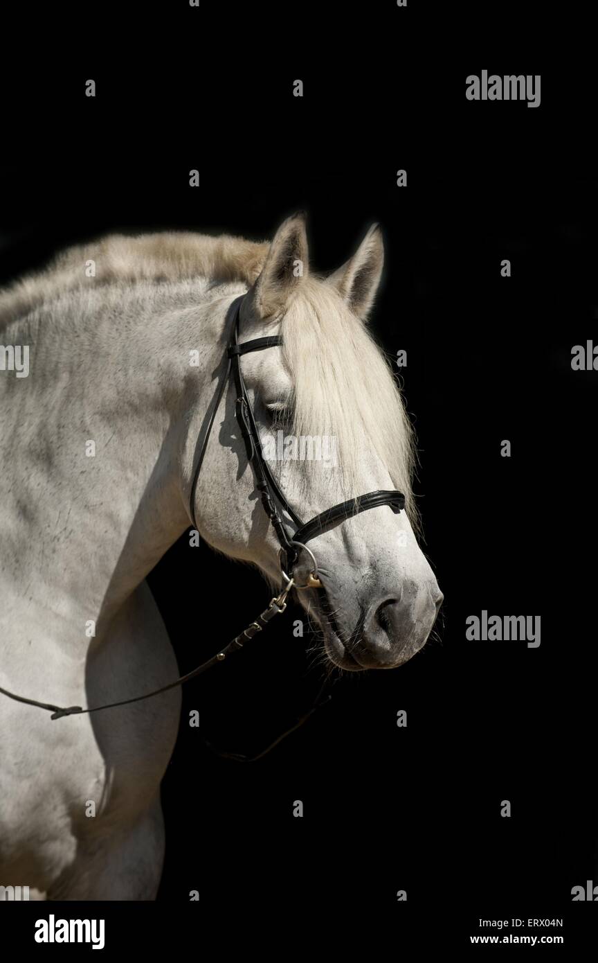 Percheron ritratto Foto Stock