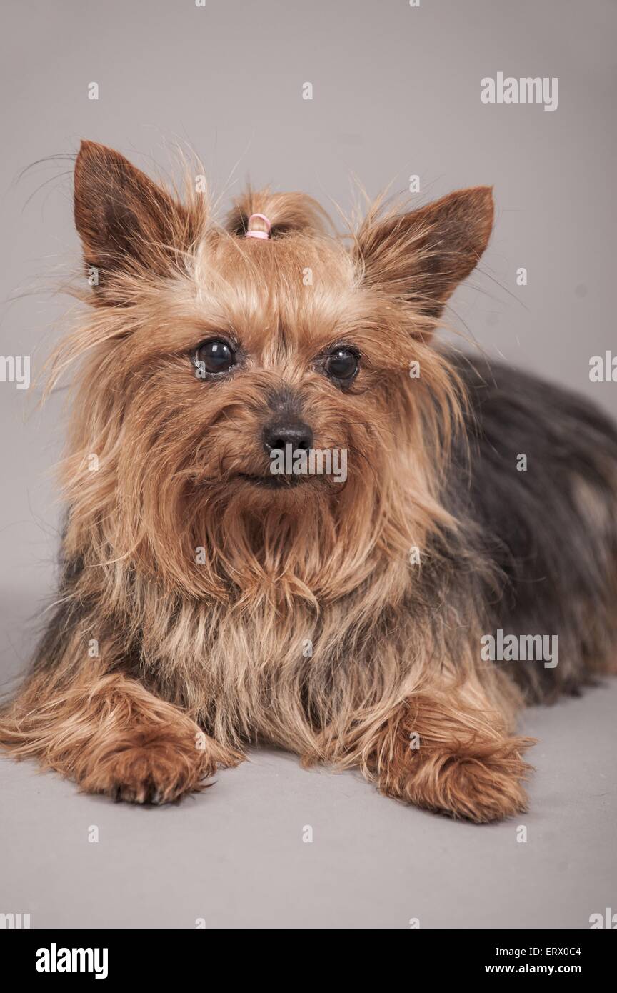 Giacente Yorkshire Terrier Foto Stock