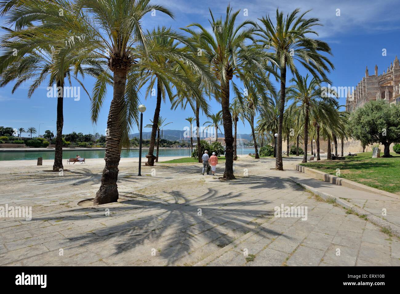 Palme presso il Parc de la Mar, Palma de Mallorca, Maiorca, isole Baleari, Spagna Foto Stock