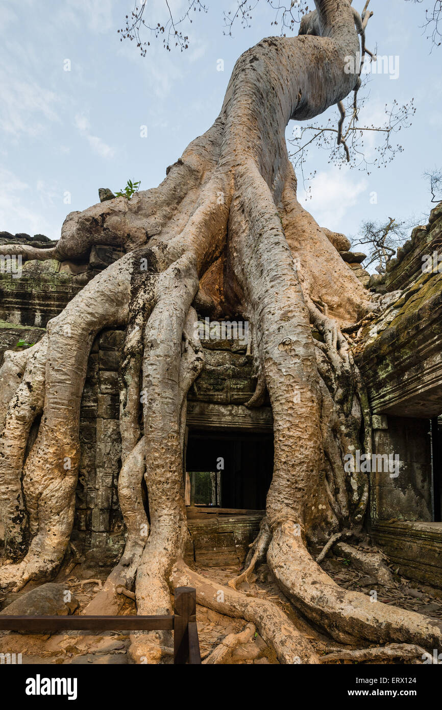Tetrameles tree (Tetrameles nudiflora) avvolgimento intorno a una galleria, Ta Prohm tempio di Angkor Thom, Siem Reap Provincia, Cambogia Foto Stock