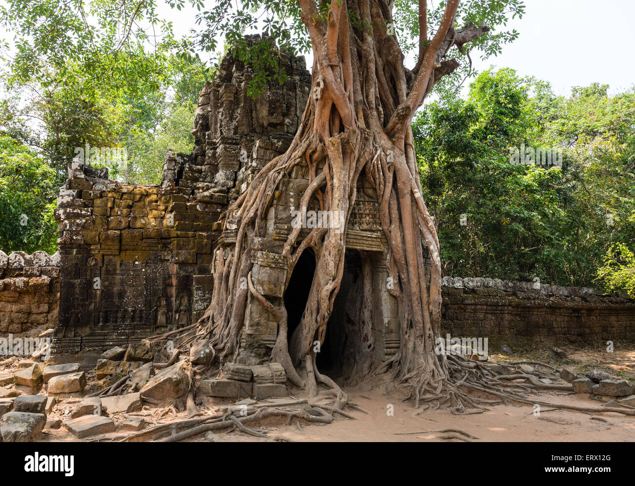 Radici di un Strangler Fig (Ficus altissima) avvolgimento intorno a un gopuram, Ta Som, Tempio di Angkor, Siem Reap Provincia, Cambogia Foto Stock