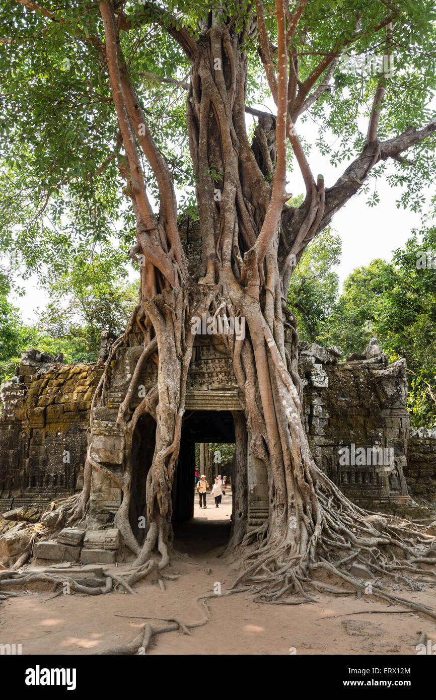 Radici di un Strangler Fig (Ficus altissima) avvolgimento intorno a un gopuram, Ta Som, Tempio di Angkor, Siem Reap Provincia, Cambogia Foto Stock