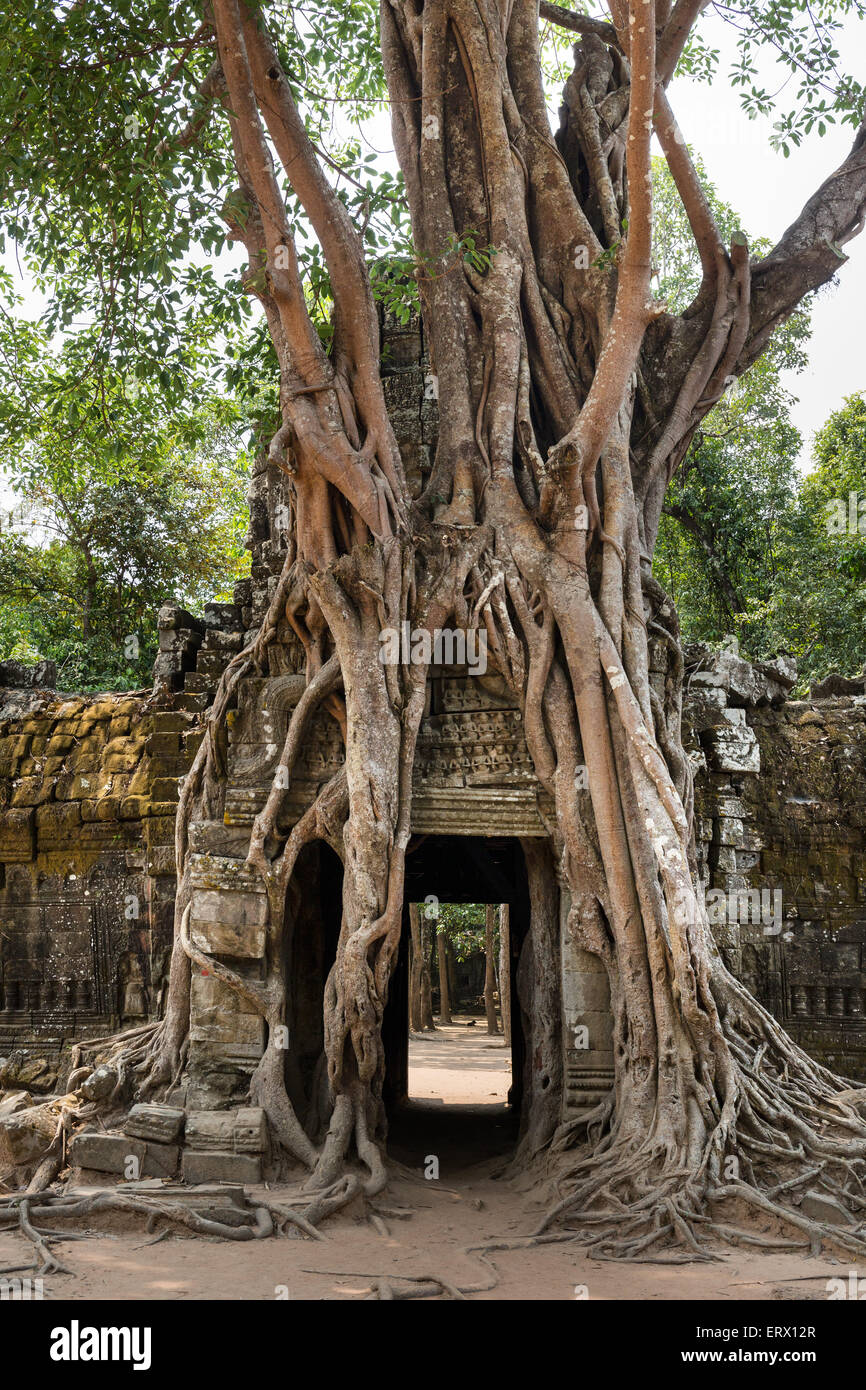 Radici di un Strangler Fig (Ficus altissima) avvolgimento intorno a un gopuram, Ta Som, Tempio di Angkor, Siem Reap Provincia, Cambogia Foto Stock