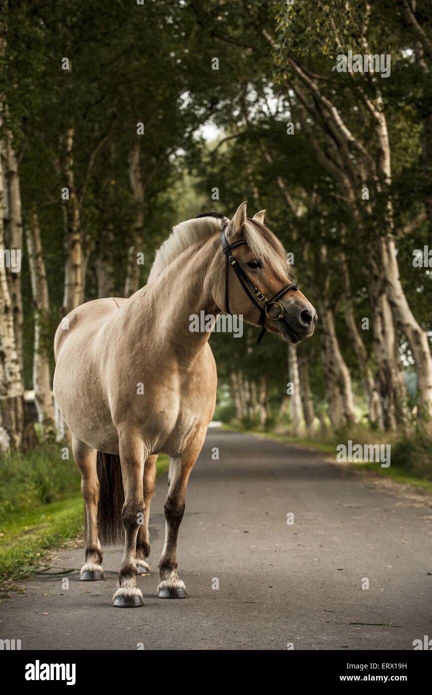 Cavallo del fiordo Foto Stock