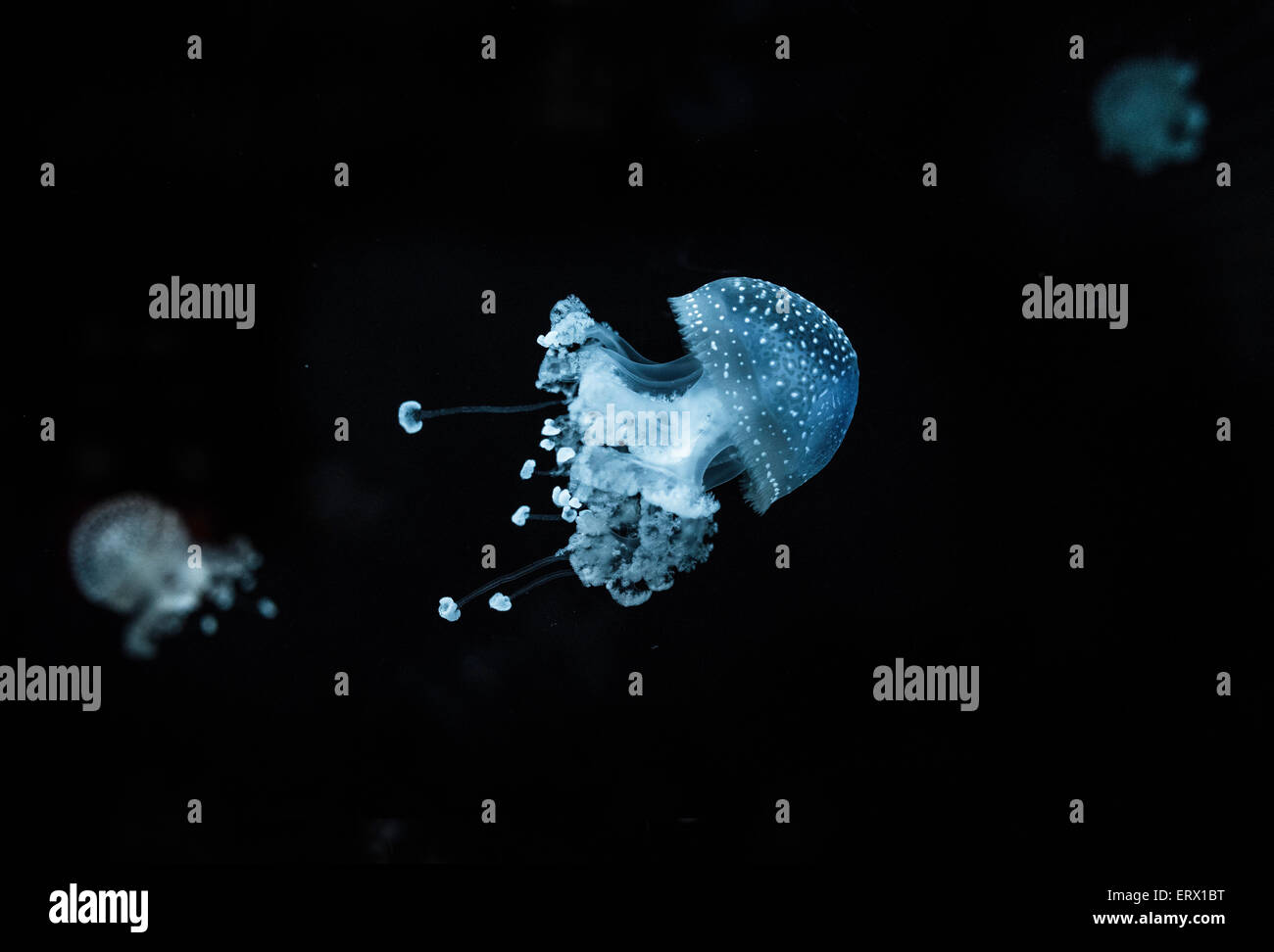 White-spotted Medusa (Phyllorhiza punctata), captive Foto Stock