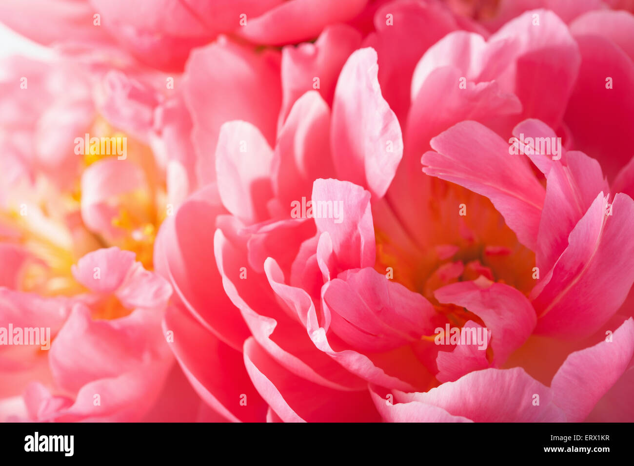 Rosa peonia petali di fiori sfondo macro Foto Stock