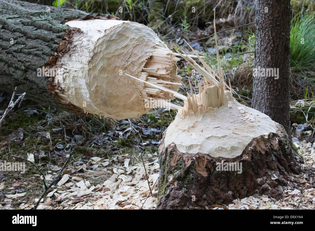 Albero abbattuto da un castoro (Castor sp.), la Masuria - Polonia Foto Stock