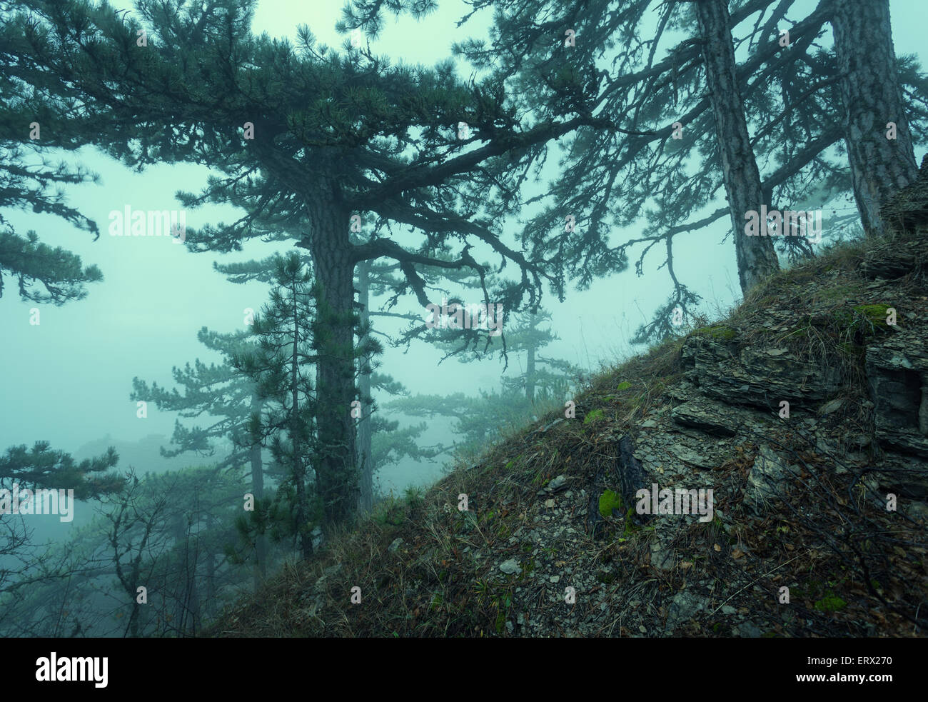 Sentiero attraverso un misterioso vecchio foresta nella nebbia. In autunno la mattina in Crimea. Magica atmosfera. Fairytale Foto Stock