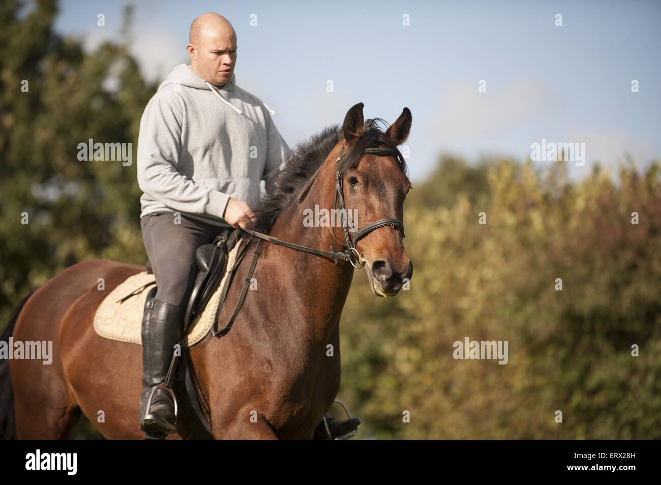 L'uomo corse Mecklenburg Warmblood Foto Stock