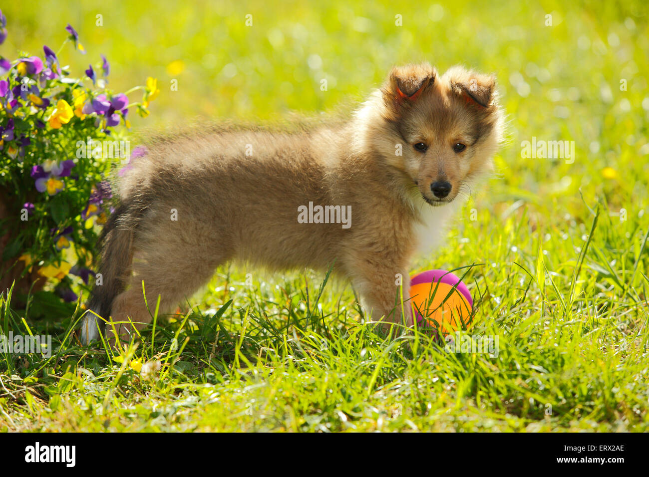 Sheltie, cucciolo, sable-bianco, 9 settimane|Sheltie, Welpe, sable-bianco, 9 Wochen Foto Stock