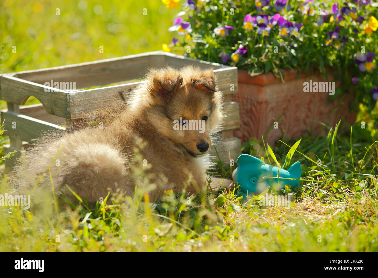 Sheltie, cucciolo, sable-bianco, 9 settimane|Sheltie, Welpe, sable-bianco, 9 Wochen Foto Stock