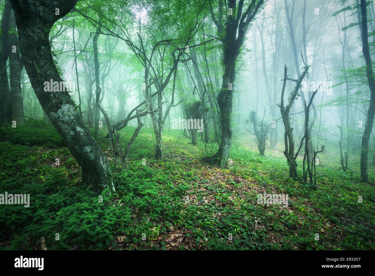 Sentiero attraverso una misteriosa foresta scura nella nebbia con foglie verdi e fiori. Mattina di primavera in Crimea. Magica atmosfera. Foto Stock