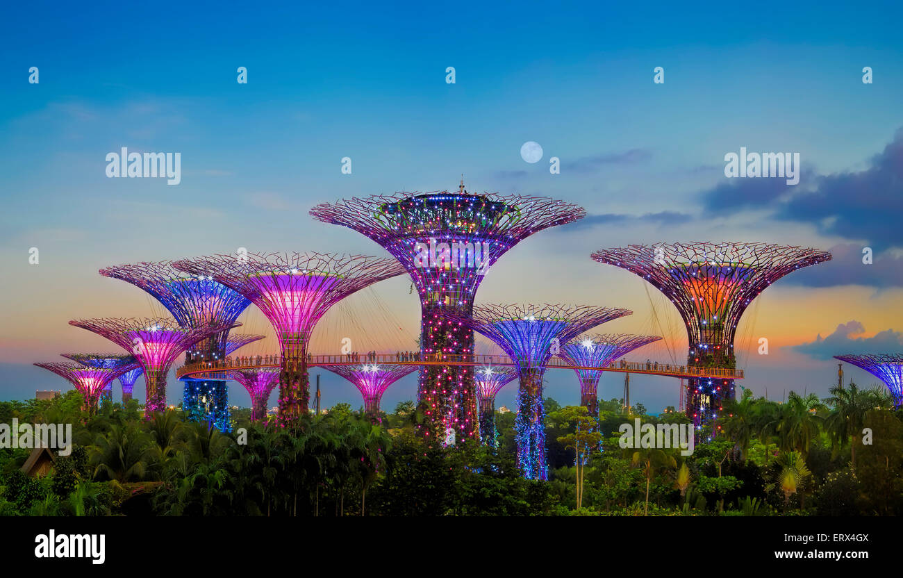 SINGAPORE-JUN 1: vista serale del Supertree Grove a Giardini in baia su giu 1, 2015 a Singapore. Foto Stock