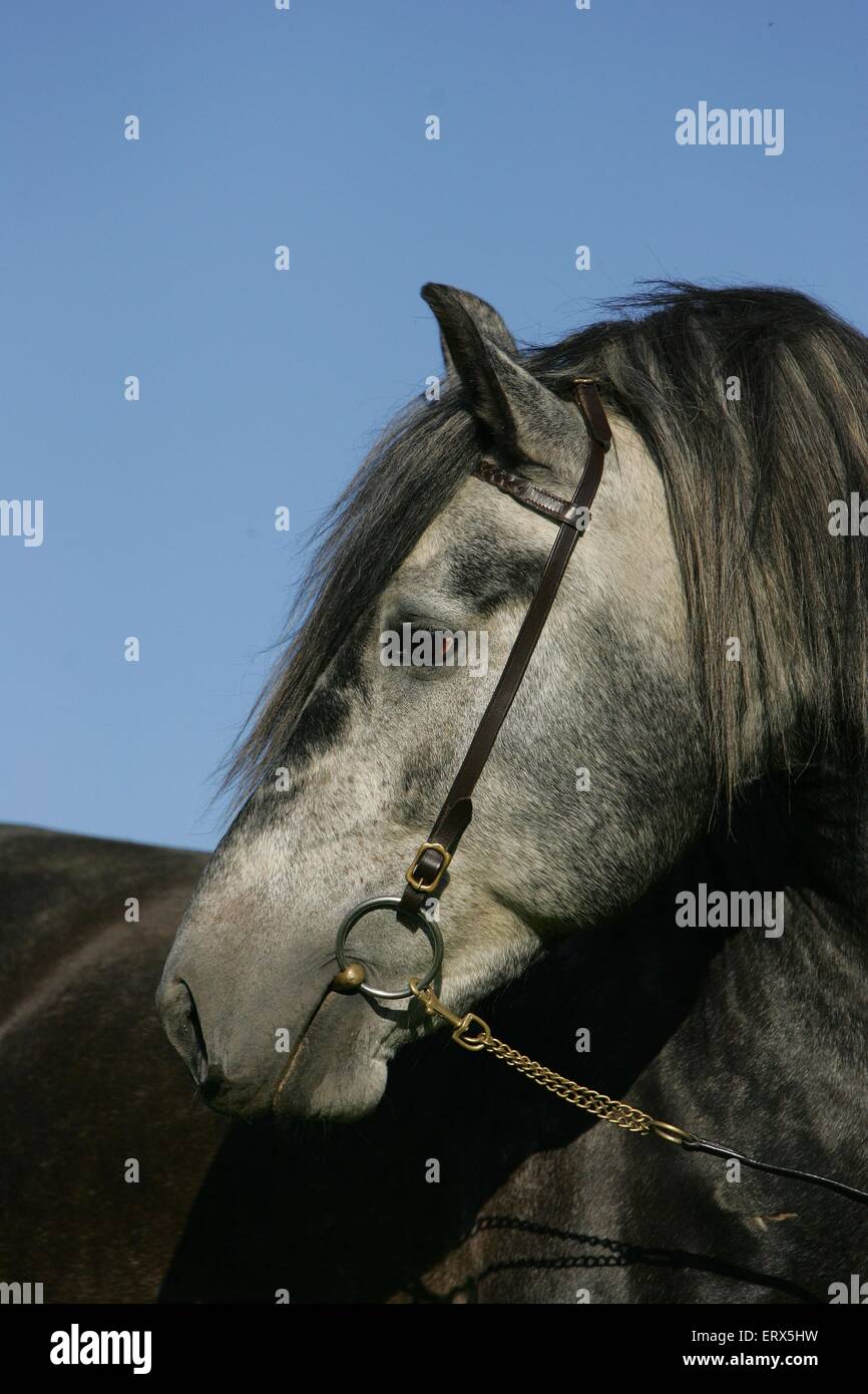 Pura Raza Española stallone Foto Stock