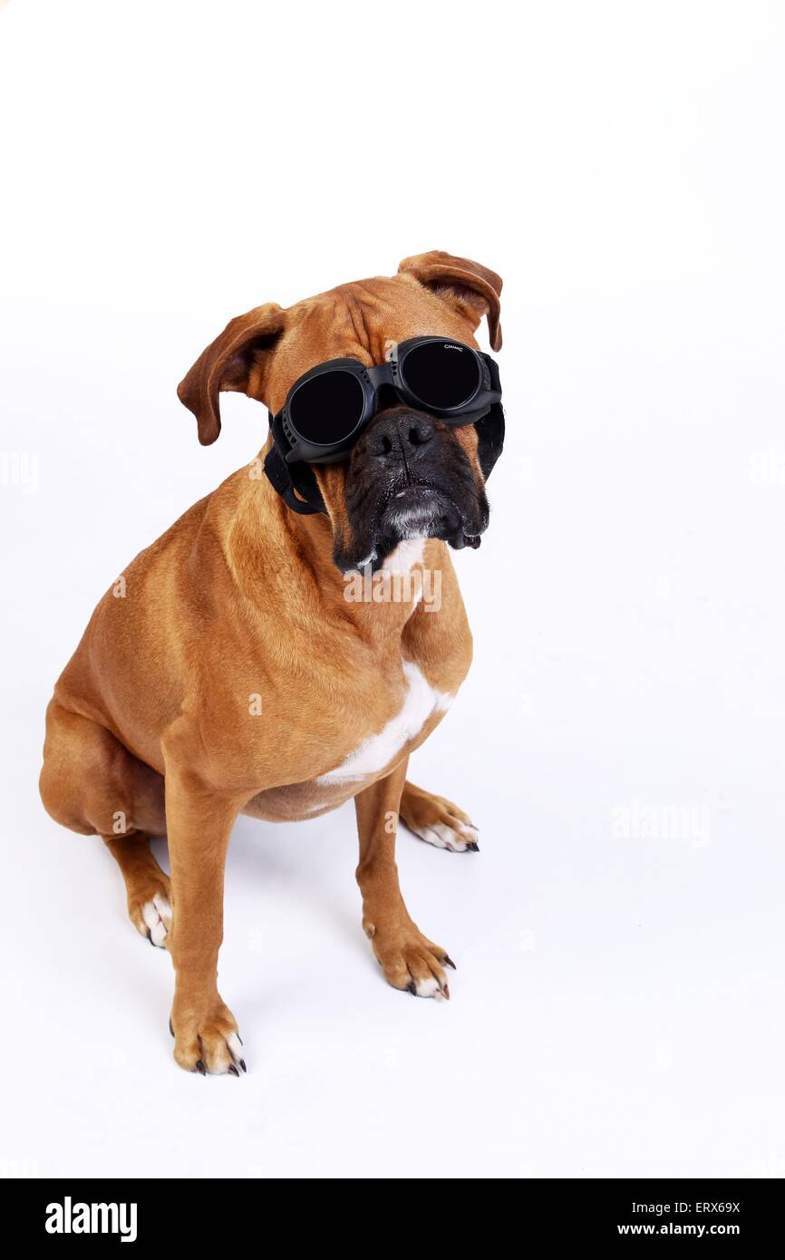 Boxer tedesche con sfumature Foto Stock