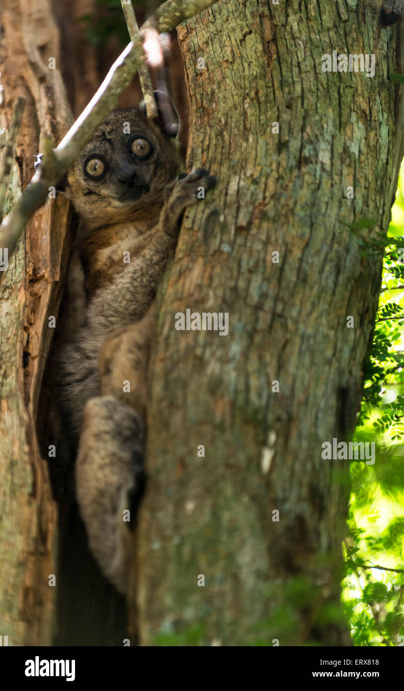 Bianco notturno footed lemure sportive su albero del Madagascar Foto Stock